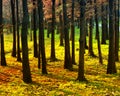 Pine Forests at Sunset