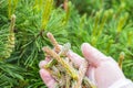 Pine fresh buds broken in palm of hand on background of green pine.Soft focus.Close up.ÃÂ¡oncept of cutting and forming the crown