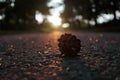 Pine fruit in the middle of the road and bokeh from sparkling sunset