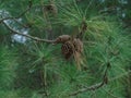 Pine, full of pines, with its beautiful green branches. Royalty Free Stock Photo