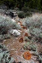 Pine or fur cones on trail in forest Royalty Free Stock Photo