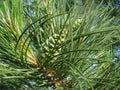 Pine green cones Royalty Free Stock Photo