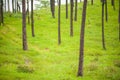 Pine with green grass.