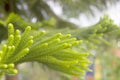 Pine green leaves blur background Royalty Free Stock Photo