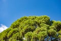 Pine with green needles, top of tree against blue sky Royalty Free Stock Photo