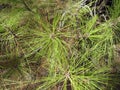 Pine green thin leaves background. Canary pine leaves close up. Brightly green prickly branches of a fur-tree or pine. Botany, Royalty Free Stock Photo