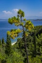 Korcula Island, Dalmatia Croatia Royalty Free Stock Photo