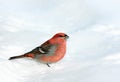 Pine Grosbeak in the snow