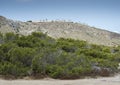 Pine grove of Aleppo Pine, Pinus halepensis