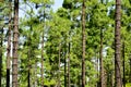 Pine grove in Teide National Park, Tenerife