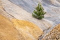 Pine growing on the slope of a clay pit, soil of different colors