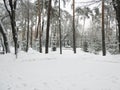 PINE GROWTH IN WHITE SNOW, CURVED TREES