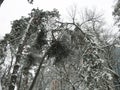 PINE GROWTH IN WHITE SNOW, CURVED TREES