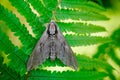 Pine Hawk-moth on fern leaf