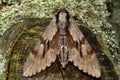 Pine hawk-moth (Hyloicus pinastri) from above