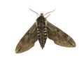 Pine hawk-moth isolated on white background