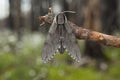 Pine Hawk-moth (Sphinx pinastri) Royalty Free Stock Photo