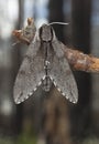 Pine Hawk-moth (Sphinx pinastri) Royalty Free Stock Photo