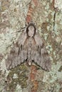 Pine Hawk-moth (Sphinx pinastri) Royalty Free Stock Photo