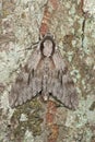 Pine Hawk-moth (Sphinx pinastri)