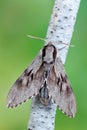 Pine hawk-moth - Sphinx pinastri Royalty Free Stock Photo