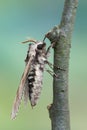 Pine hawk-moth - Sphinx pinastri