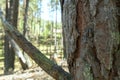 Pine hawk moth, Sphinx pinastri camouflaged on pine tree