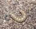 Pine hawk-moth or Sphinx pinastri caterpillar on ground, macro, selective focus, shallow DOF Royalty Free Stock Photo