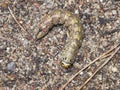 Pine hawk-moth or Sphinx pinastri caterpillar on ground, macro, selective focus, shallow DOF Royalty Free Stock Photo