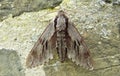 Pine hawk-moth Sphinx pinastri Royalty Free Stock Photo