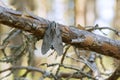 Pine hawk moth, Sphinx pinastri resting on pine branch, pine forest in the background Royalty Free Stock Photo