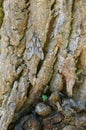 Pine hawk moth, Sphinx pinastri resting on oak