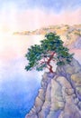 Pine on a high rocky cliff above the sea Royalty Free Stock Photo