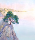 Pine on a high rocky cliff above the sea Royalty Free Stock Photo