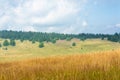 Pine Horizon Royalty Free Stock Photo