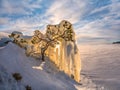 Pine in the ice. A small tree in the winter. Royalty Free Stock Photo