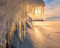 Pine in the ice. A small tree in the winter. Royalty Free Stock Photo