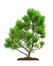 Pine, isolated Royalty Free Stock Photo