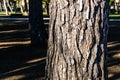 Pine with its bark in the sun at the end of winter in the forest