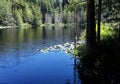 Pine Lake in early summer on Chuckanut mountain Royalty Free Stock Photo