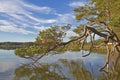 Pine and lake Ostersee