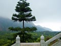 Pine Lantau Island