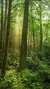 Sunlight on moss covered bark in a Kentucky forest Royalty Free Stock Photo