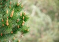 Pine leaf and blured background