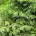 Pine leaf - close up Royalty Free Stock Photo