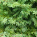 Pine leaf - close up Royalty Free Stock Photo