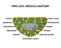 Pine leaf (needle) anatomy