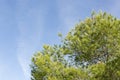 Pine leaf with sky background