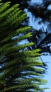 Pine leaves, background silhouette of coconut leaves and sky