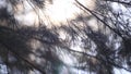 Pine leaves backlit, flickering, silhouette